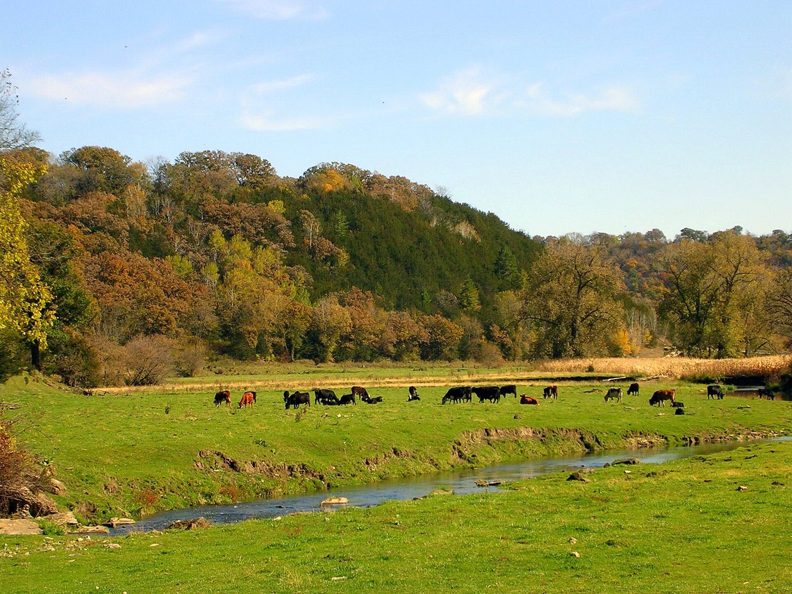 Cattle grazing on green New England pastureland in early autumn